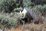 Gunnison Sage-Grouse